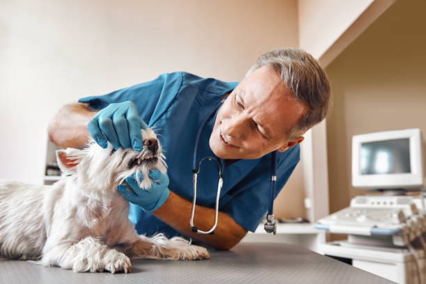 Best Emergency Gum Treatment in Point Roberts, WA